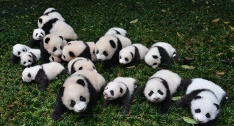 大熊猫基地